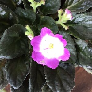 Meet your Posher, Terry